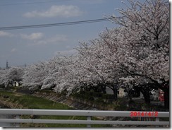 古利根川　桜Ⅰ2014 (8)